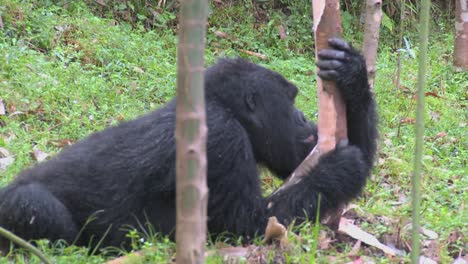 Montaña-gorillas-feed-in-a-eucalyptus-grove-in-Rwanda-1