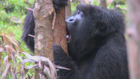 Los-Gorilas-De-Montaña-Se-Drogan-Después-De-Comerse-La-Savia-De-Los-árboles-De-Eucalipto-En-Ruanda
