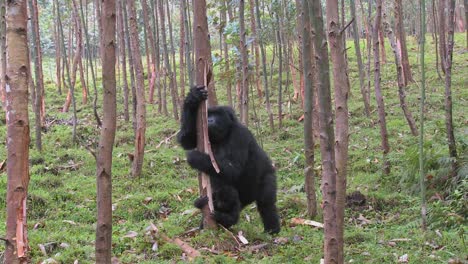 Los-Gorilas-De-Montaña-Se-Drogan-Después-De-Comerse-La-Savia-De-Los-Eucaliptos-En-Ruanda-1