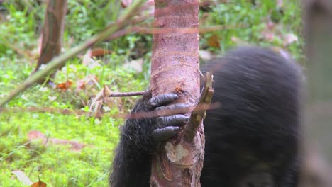Berggorillas-Werden-High,-Nachdem-Sie-Den-Saft-Von-Eukalyptusbäumen-In-Ruanda-Gegessen-Haben-3