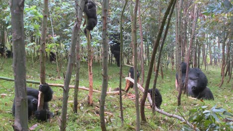 Los-Gorilas-De-Montaña-En-Un-Bosque-De-Eucaliptos-En-Ruanda