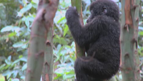 A-baby-mountain-gorilla-climbs-in-a-tree-in-Rwanda