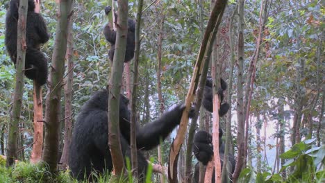 Los-Gorilas-De-Montaña-Se-Drogan-Después-De-Comerse-La-Savia-De-Los-Eucaliptos-En-Ruanda-4
