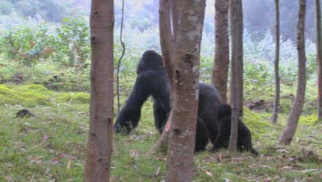 A-male-silverback-gorilla-walks-with-babies-through-the-jungles-of-Rwanda