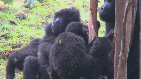 Una-Familia-De-Gorilas-De-Montaña-En-Ruanda