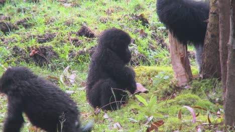 A-baby-gorilla-plays-on-the-ground-in-Rwanda