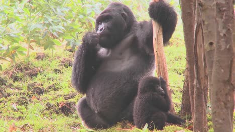 Montaña-gorillas-get-high-after-eating-the-sap-off-eucalyptus-trees-in-Rwanda-5