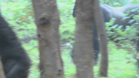 A-male-silverback-gorilla-walks-through-the-jungle-in-Rwanda