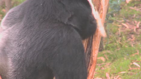Un-Gran-Gorila-De-Montaña-Ataca-A-Un-Eucalipto-En-Ruanda