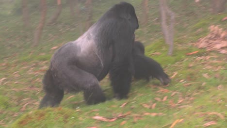 A-male-silverback-gorilla-walks-with-baby-through-the-mist