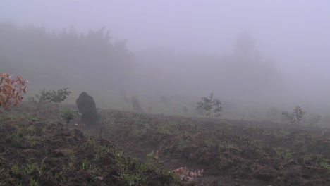 Gorilla-and-baby-walk-through-farmers-fields-in-the-mist-in-Rwanda-1