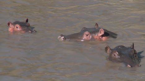 Mehrere-Nilpferde-Spähen-Aus-Dem-Schlammigen-Wasser-Eines-Flusses-In-Afrika