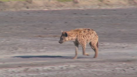A-hyena-walks-along-a-road-in-the-savannah-of-Africa