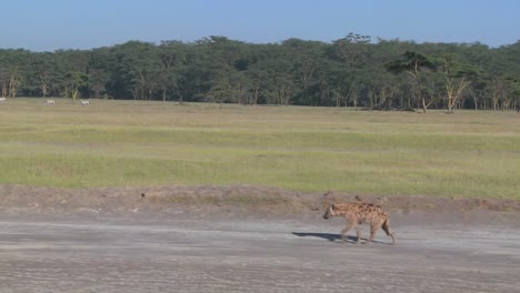 A-hyena-walks-along-a-road-in-the-savannah-of-Africa-in-this-traveling-shot