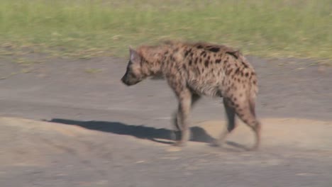 A-hyena-walks-along-a-road-in-the-savannah-of-Africa-1