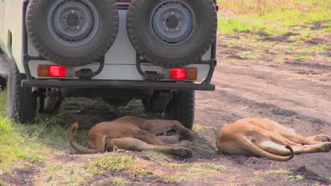 Tourists-look-out-from-a-safari-vehicle-and-we-see-lions-relaxing-on-the-ground-below