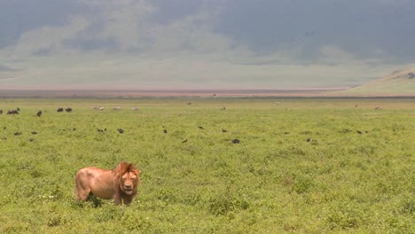 A-proud-male-lion-stands-on-the-plains-of-Africa