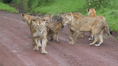 A-brood-of-lions-walks-along-a-road-in-Africa