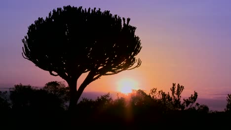 Una-Hermosa-Atardecer-Con-Un-árbol-De-Cactus-En-África-Oriental