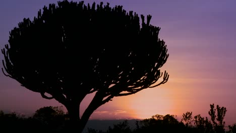 Una-Hermosa-Atardecer-Detrás-De-Un-árbol-De-Cactus-En-La-Sabana-De-África-Oriental
