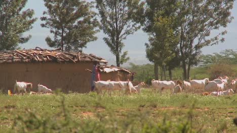 Masai-tribesmen-herd-their-cattle-outside-a-village-in-Kenya