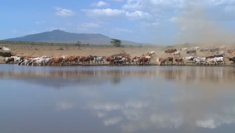 Cattle-move-around-a-watering-hole-in-Africa
