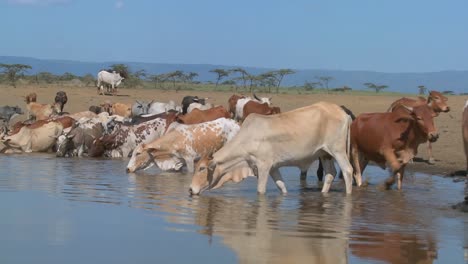 Cows-and-cattle-drink-from-a-watering-hole-in-Africa