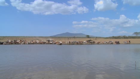 A-wide-shot-of-a-watering-hole-in-Africa-with-cattle-in-distance