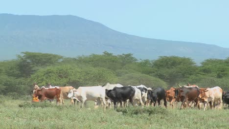 Masai-tribesmen-herd-their-cattle-in-Kenya