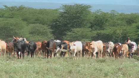 Masai-tribesman-herd-their-cattle-in-kenya