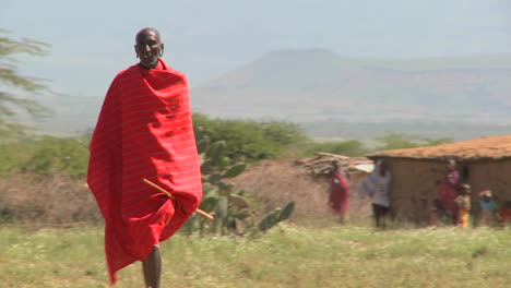 Red-robed-Masai-walking-in-fields-leading-cattle