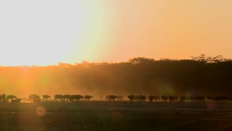 Los-Búfalos-Del-Cabo-Migran-A-Través-De-Las-Polvorientas-Llanuras-De-África