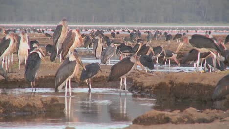 Ancient-birds-visit-a-watering-hole-in-Nakuru-national-Park-Kenya