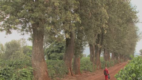 A-worker-at-a-coffee-plantation-walks-down-a-dirt-road-in-Africa
