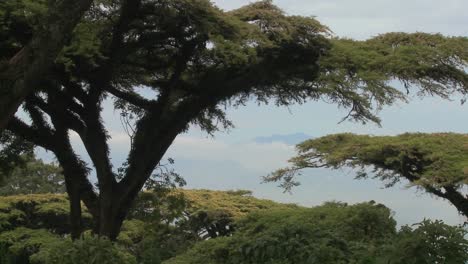 árboles-De-Acacia-Se-Ciernen-Sobre-El-Cráter-En-El-Cráter-Del-Ngorongoro-En-Tanzania