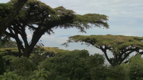 Los-árboles-De-Acacia-Crecen-En-Las-Laderas-Del-Cráter-Nrorongoro-En-Tanzania