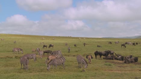 Wildebeest-and-zebras-graze-on-the-vast-open-plains-of-Africa