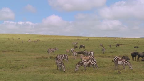 A-pan-across-the-African-savannah-with-zebras-and-wildebeest-grazing
