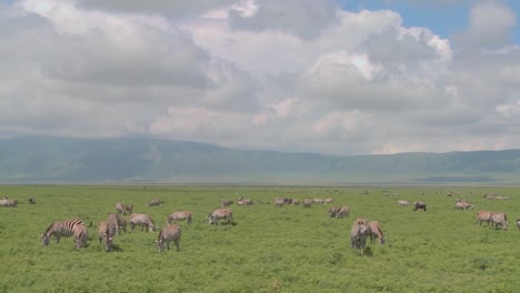 A-slow-pan-across-the-open-savannah-of-Africa-with-zebras-and-wildebeest-grazing
