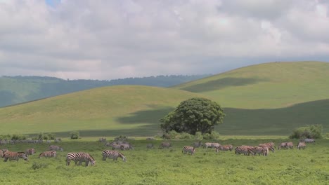 Wide-shot-of-green-rolling-hills-of-Africa-with-zebras-grazing