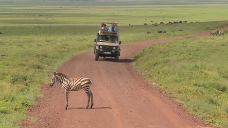 A-safari-jeep-encounters-a-zebra-on-an-African-road