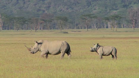 Dos-Rinocerontes-En-Un-Campo-De-Hierba
