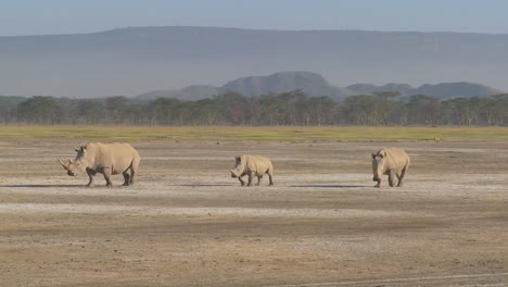 Three-rhinos-on-a-muddy-plain-