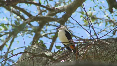 A-white-headed-weaver-sits-in-a-tree-in-Africa-1