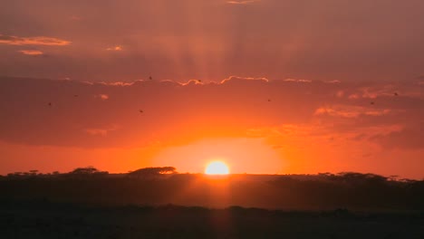 A-radiant-sunrise-on-the-plains-of-Africa