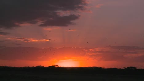 A-dusk-scene-on-the-plains-of-Africa