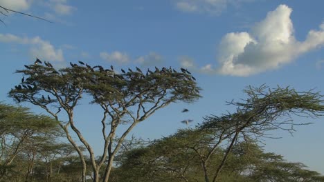 Birds-burst-from-a-tree-and-fly-in-all-directions-on-the-African-plain