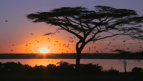 Vögel-Fliegen-Durch-Eine-Wunderschöne-Sonnenuntergangsaufnahme-Auf-Den-Ebenen-Afrikas-Mit-Akazienbaum-Vordergrund