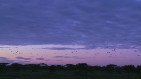 Birds-migrate-across-a-purple-sky