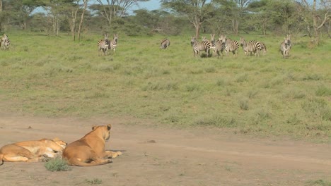 A-female-lioness-watches-a-group-of-zebras-intently-1